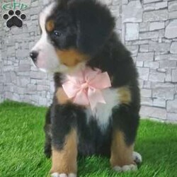 CARMA/Bernese Mountain Dog									Puppy/Female	/6 Weeks,LOOK AT ME! A happy healthy friendly fluffy playful puppy. Raised in the rolling hills of holmes County. Where we play outside everyday. Come meet me or I can be transported to your front door for a small additional fee.text or call for more info. 