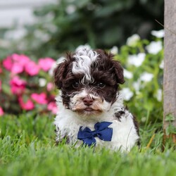 Lucky/Havanese									Puppy/Male	/9 Weeks,Lucky is an adorable AKC registered Havanese puppy with a silky, wavy coat that’s a beautiful shade of white with patches of brown, just like his mom, Debbie. He has inherited his dad, Jasper’s, petite stature, he weighs in at a dainty 10lbs. Lucky is a perfect blend of his parents, showcasing the best traits of both.