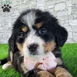 GIGI/Bernese Mountain Dog									Puppy/Female	/6 Weeks,LOOK AT ME.A happy healthy fluffy friendly playfully  little puppy. Born in the rolling hills of  holmes  country where we  play outside everyday. Come meet me or I can be transported to your front door for a small additional fee.text or call for more info. 