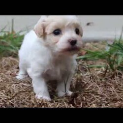 Percy/Maltipoo									Puppy/Male	/6 Weeks,Say hello to Percy! He is the missing little Fur baby in your life. This darling little gal has the cutest little face and softest, plush coat of a Maltipoo. You will fall in love with him the minute you meet him, no one can resist the cute, spunky, and sweet personality of this little one. Percy loves to play with his favorite people, always showing off his adorable little bounces and his little tail is constantly wagging. He loves to beg for toys and treats, knowing you can’t say no to all the cuteness. He has been receiving lots of loving attention and care since day one, preparing him to join his forever family with confidence. 