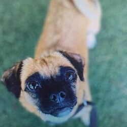 Pebbles/Pug / Jack Russell Terrier (Smooth)/Female/1 Year 8 Months,Hi there! My name is Pebbles – I'm a 1 year old Pug looking for my next chapter in life, will it be with you? I'm a nervous gal that is looking for a family that will be patient with me and takes things slowly, at my own pace as I take time to warm up to people. I would love to be able to meet the whole family before I go home with you just so we are all on the same page and are comfortable with each other. It also allows us to understand how to interact with each other and set up realistic expectations. I enjoy pats and love on my own terms, especially whilst I get to know you! For this reason, it is best I go to a home with children 12 years and up as sometimes younger children don't always understand that despite how cute I am, I also enjoy my own space and need some time to warm up to people. I hope you understand! I really enjoy the company of other dogs and have been fortunate enough to go to a loving foster home with other dogs which has helped me come out of my shell a little bit. I would be best suited to a calmer dog, similar to my size. If you have another fur baby at home, the staff here at the RSPCA will organise a play date for us to ensure we will get along pawfectly. I would also enjoy indoor access majority of the time as the outside world is quite scary to me and I'm still building up my confidence to be okay. I enjoy slow walks at my own pace in quiet areas but otherwise I enjoy being indoors doing my own thing where my safe space is. If I sound like the perfect little dog for you, please complete an expression of interest form  and the team will get back to you as soon as possible! Household restrictions: -Must meet all family -Quiet/calm household -No children under 12 -Must have indoor/outdoor access -Must go home with another dog -Ongoing training