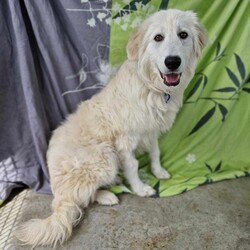 Adopt a dog:Stanley/Maremma Sheepdog/Male/9 Months,Hey there, I'm a beautiful young boy who's on the look out for my forever family. I will need someone who is experienced with my breed or at least knows a lot about it and the common traits that I'm likely to display. Eventually I may need something of my own to guard… after all, I'm a Maremma. I will need guided support with my new person to help me learn all there is about life and encourage me to explore the world. Please provide me with a safe space in your home where I can retreat to if I'm feeling overwhelmed. Any kids need to be confident around dogs and over the age of 6 years. I would prefer a home where there's already a doggy so I can learn from them and build a bond with my person. I will need a big property or at least a secure big, back yard. I will not cope in an apartment or unit.