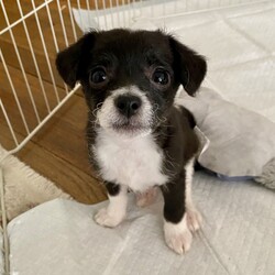 Adopt a dog:Beanie Baby/Toy Fox Terrier/Female/Baby,This is one of Harlo's puppies.  Beanie Baby is the smallest of the litter, loves people, first to come to your feet, wants to love you, very playful and affectionate, loves to play with the other puppy and play growls with them. Should probably be in a home with other animals or a stay/work from home situation. Gets along with the small dog she fosters with and tries to play constantly. Mildly vocal.
Energy level :high
They  have had their first shots and de wormed Because they are just pups, our vet recommends waiting for spay/neuter because it’s the healthier choice.  California law allows them to be adopted out before alteration if it’s under vet recommendation and a deposit that is refunded after proof of alteration is required.   The adoption fee is  $100 and the deposit is an additional $100.