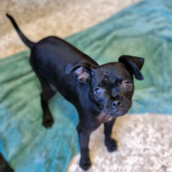 Adopt a dog:Dobby/Pug/Male/7 Months,Hi there! I’m Dobby, your future best friend!