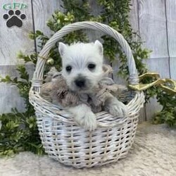 Javon/West Highland Terrier									Puppy/Male	/August 19th, 2024,Meet Javon a spunky little Westie,  He will be vet checked, shots up to date and also microchipped.  he will have his own folder with all his records,  and a quart baggy of food.  Erla Martin License # 18226