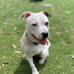 Trixie/Staffordshire Bull Terrier/Female/1 Year 1 Month,My name is Trixie, and I’m a spunky three-legged Staffordshire Bull Terrier with a heart full of love and a tail that never stops wagging. Sure, I may be missing one leg, but don’t worry—that doesn’t slow me down one bit! I’m full of energy, affection, and curiosity, and I’m searching for a forever home where I can share all my joy. I’m a social butterfly and would love to meet all the members of your family before we make any big decisions. It’s super important to me that I get along with everyone who’ll be part of my new life. If you have other dogs, that’s even better! I’m friendly and adaptable, but a proper introduction will help us all start off on the right paw. I dream of a home where I have access to both indoors and outdoors. I’m just as happy lounging on the couch as I am running around the yard or going for walks. Having a space where I can enjoy the best of both worlds would make me so happy! There’s one important thing you should know about me: I’m a palliative care case, which means I have a lifelong condition that needs managing. Don’t worry though—the vets say I’m doing well, and I still have a great quality of life! I just need a family who can understand and care for my needs. If you think we could be the perfect match, come meet me! I’m ready to shower you with all the love and loyalty I’ve got. Let’s see if we’re a match made in heaven! Household restrictions: