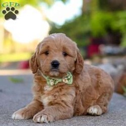 Casper/Mini Goldendoodle									Puppy/Male	/7 Weeks,Meet Casper, a bundle of energy and pure joy! This little boy is a Mini Goldendoodle with a loving heart and a personality that loves attention. His wavy, eye-catching coat and big brown eyes make him a standout. Goldendoodles are known for their intelligence and affectionate nature, always ready for playtime, snuggles, or a fun outing with their loved ones. Their adaptable temperament ensures they’ll fit right into any new home, making them ideal companions for families.