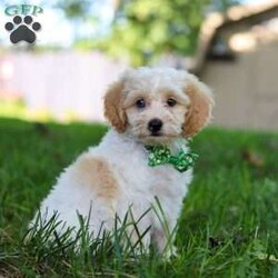 Teddy/Cockapoo									Puppy/Male	/9 Weeks,Introducing our adorable Cockapoo puppy, Teddy! This charming little boy has captured our hearts with his playful spirit and affectionate nature. His soft, beautiful coat is perfect for cuddles, and his expressive, curious eyes are filled with mischief. Whether he’s joyfully bouncing around in the backyard, playing with his favorite toys, or curling up for a nap, he is truly a ray of sunshine. He would make a wonderful addition to any loving home!