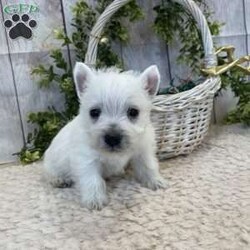 Javon/West Highland Terrier									Puppy/Male	/August 19th, 2024,Meet Javon a spunky little Westie,  He will be vet checked, shots up to date and also microchipped.  he will have his own folder with all his records,  and a quart baggy of food.  Erla Martin License # 18226