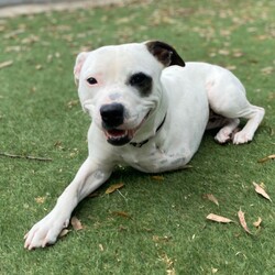 Trixie/Staffordshire Bull Terrier/Female/1 Year 1 Month,My name is Trixie, and I’m a spunky three-legged Staffordshire Bull Terrier with a heart full of love and a tail that never stops wagging. Sure, I may be missing one leg, but don’t worry—that doesn’t slow me down one bit! I’m full of energy, affection, and curiosity, and I’m searching for a forever home where I can share all my joy. I’m a social butterfly and would love to meet all the members of your family before we make any big decisions. It’s super important to me that I get along with everyone who’ll be part of my new life. If you have other dogs, that’s even better! I’m friendly and adaptable, but a proper introduction will help us all start off on the right paw. I dream of a home where I have access to both indoors and outdoors. I’m just as happy lounging on the couch as I am running around the yard or going for walks. Having a space where I can enjoy the best of both worlds would make me so happy! There’s one important thing you should know about me: I’m a palliative care case, which means I have a lifelong condition that needs managing. Don’t worry though—the vets say I’m doing well, and I still have a great quality of life! I just need a family who can understand and care for my needs. If you think we could be the perfect match, come meet me! I’m ready to shower you with all the love and loyalty I’ve got. Let’s see if we’re a match made in heaven! Household restrictions: