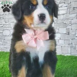 CARMA/Bernese Mountain Dog									Puppy/Female	/6 Weeks,LOOK AT ME! A happy healthy friendly fluffy playful puppy. Raised in the rolling hills of holmes County. Where we play outside everyday. Come meet me or I can be transported to your front door for a small additional fee.text or call for more info. 