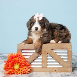 Darci/Mini Bernedoodle									Puppy/Female	/6 Weeks,Meet Darci, a sweet and playful Mini Bernedoodle ready to find her forever family! Raised with love, Darci has been surrounded by people who care for her deeply. She’s been vet-checked, microchipped, and is up to date on all her vaccines and dewormer, so she’s healthy and ready for her next adventure. Her gentle, loving nature makes her the perfect companion for a family looking for a loyal friend. Whether it’s playtime or cuddle time, Darci is always up for it. Don’t miss out on the chance to welcome this little bundle of joy into your home!