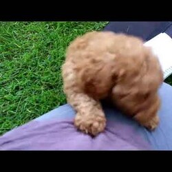 Denver/Miniature Poodle									Puppy/Male	/10 Weeks,Say hello to Denver, a goofy and fun Miniature Poodle puppy! This friendly pup is vet checked, up to date on shots and wormer, plus comes with a health guarantee provided by the breeder. Denver is well socialized and accustomed to being around children. To find out more about this perfect pup, please contact Aaron & Naomi today!