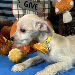 Adopt a dog:Lucca/Terrier/Male/Baby,Hello, my name is Lucca, and I am a very special Terrier mix who will weigh around 12 lbs when grown!!! I am looking for a loving family to call my own. I am a baby dog, so I am full of energy and curiosity. I love to explore and make new friends, whether they're human or furry. I am a very friendly and funny dog, and I love to make everyone around me smile. I am also a very gentle soul and love to cuddle up on the couch with my favorite humans. I am loyal, affectionate, and love to show my love and affection through kisses and lots of tail wags. I am also smart and playful, and I enjoy playing with toys. I am a very well-behaved puppy and I'm sure that I will learn quickly with the right owner. . If you are looking for a sweet, adorable, and loyal companion, I am the perfect puppy for you! I can't wait to find my forever home and bring love and joy into your life. 
==> www.hispawsandtails.com/adopt