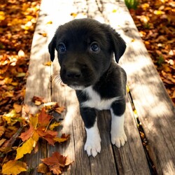 Adopt a dog:Pong/Mixed Breed/Male/Baby,THE FOLLOWING PET IS BEING FOSTERED NEAR FORT COLLINS, CO!

Meet Pong, one of the 9 playful Platoon Litter puppies at our rescue! Born on September 10th, Pong and his siblings were rescued from a homeless camp where they were being given away as tiny bottle babies. Now thriving in his foster home in Fort Collins, CO, Pong is ready to find his forever family.

Pong is a bundle of playful energy, always on the move and eager to explore the world around him. Whether he’s chasing after his favorite toys, running around with his siblings, or discovering new adventures, Pong’s curious and lively personality shines through. He loves toys and can spend hours playing and having fun, making him the perfect match for an active family who’s ready to join in on the excitement.

Pong is looking for a home that can keep up with his playful spirit, give him plenty of attention, and guide him as he grows. If you’re looking for an adventurous, toy-loving pup to bring joy and fun to your life, Pong might just be the perfect fit! Are you ready to welcome him into your family?

OUR DOGS ARE FOSTERED IN TEXAS OR COLORADO BUT AVAILABLE FOR ADOPTION AND TRANSPORT OUT OF STATE. Read below for more information.

All of our dogs are located in a foster home in Texas or Colorado. Our dogs are transported to a predetermined location agreed upon by the rescue. The adoption contract and fee are finalized prior to transport. As a Mutts N Such direct adoption, the adoption interview/meet and greet occurs on video call (Skype, FB Messenger call, Facetime, etc).

Our out of state adoption fee is $350 plus transport (varies by location). This fee includes all current vaccinations, deworming, a registered microchip, fecal analysis, spay/neuter for pets 6 months & older, and a heartworm test if over 6 months old. All dogs will be current on flea/heartworm prevention. A health exam will be completed and a certificate issued by a veterinarian within 10 days. If you are interested in adopting, please complete our application:

https://petstablished.com/adoption_form/57167/generic

Note: MNS reserves the right to deny any application that is deemed unsuitable for the animal. Please be aware that our animal adoptions are NOT on a first come- first serve basis. Our sole purpose is to find the best possible home for the animals that fall under our care.