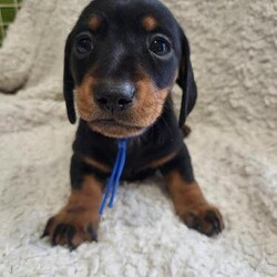 Adopt a dog:Miniature dachshund Black and Tan Smooth short haird puppies/Miniature dachshund/Mixed Litter/9 weeks,Our beautiful family pet, Spice gave birth to 5 beautiful puppies on the 25th August 2024.

We have 3 Black and Tan remaining for sale. I male, 2 female.

Will come vet checked, up to date flea and worm treatment and microchip.