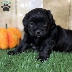 Autumn/Shih-Poo									Puppy/Female	/6 Weeks,Hey there, My name is Autumn! I am a very beautiful female Shihpoo puppy! I was born on September 6th, 2024. I am such a sweet and loveable little girl! I am looking for my new family, could that be with you? If you choose me I will come home to you vet checked with my vaccinations and deworming up to date, and I will also be microchipped. If you think that I would make the perfect little addition to your family, then please call or text to find out more information about me! I’m located in Canton, Ohio!