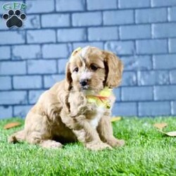 Sophie/Cavapoo									Puppy/Female	/7 Weeks,Sophie is a stunning female Cavapoo that perfectly captures the essence of friendliness and charm. With her beautiful red coat, she stands out in any crowd.