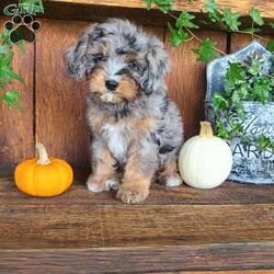 Remi/Cavapoo									Puppy/Female	/9 Weeks,Meet Remi!! She is a very fluffy little cavapoo with a sweet personality!! She loves playtime and snuggles! She is up to date with all vaccinations and dewormers, and is vet checked! 