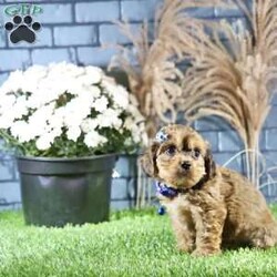 Rhett/Cavachon									Puppy/Male	/9 Weeks,Meet Rhett, a gorgeous fluffy Cavachon male puppy. This endearing bundle of joy boasts a charming personality that perfectly complements his stunning appearance. With soft, luxurious fur and a playful demeanor, Rhett is the ideal companion for families and individuals alike.