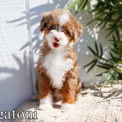 Rigatoni- micro/Mini Bernedoodle									Puppy/Female	/10 Weeks,Rigatoni is a Chocolate Tri Merle Micro Bernedoodle with 1 green and 1 blue eye! She is expected to weigh around 15-25lbs full grown!