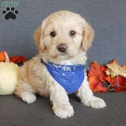 Lenny/Cockapoo									Puppy/Male	/7 Weeks,Prepare to fall in love!!!  My name is Lenny and I’m the sweetest little F1 cockapoo and I would love to come home with you!!!! One look into my warm, loving eyes and at my silky soft coat and I’ll be sure to have captured your heart already! I’m very happy, playful and very kid friendly and I would love to fill your home with all my puppy love!! I am full of personality, and ready for adventures! I stand out way above the rest with my beautiful buff colored coat!!… I will come to you vet checked head to tail, microchipped and I am up to date on all vaccinations and dewormings. I come with a 1-year guarantee with the option of extending it to a 3-year guarantee and shipping is available! My mother is Allie , a 25#chocolate merle cocker spaniel with a heart of gold and my father is Zeke,our 10# playful and kid friendly mini poodle… and he has also been genetically tested clear!  I will grow to approx. 15-18# and I will be hypoallergenic and nonshedding! !!… Why wait when you know I’m the one for you? Call or text Martha to make me the newest addition to your family and get ready to spend a lifetime of tail wagging fun with me! (7% sales tax on in home pickups) 