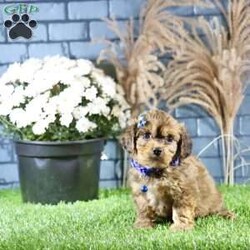 Rhett/Cavachon									Puppy/Male	/9 Weeks,Meet Rhett, a gorgeous fluffy Cavachon male puppy. This endearing bundle of joy boasts a charming personality that perfectly complements his stunning appearance. With soft, luxurious fur and a playful demeanor, Rhett is the ideal companion for families and individuals alike.