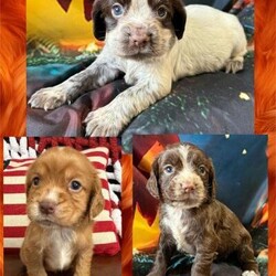 Kc cocker spaniel girls only 16 dna health tested clear/Cocker spaniel/Female/5 weeks,READY to leave 7-11-24


??TINYSHIRES LTD clear lineage
??16dna health tested clear
??Family home
reared
??flead to date with frontline
??wormed with panacur 18% paste

beautiful Kc cocker spaniel girls various colour
puppies
are seeking their forever home as an adored family member.

They are so laid back, incredibly loving, clever pups and Sleeping through.
Raised in my home with nothing but love, and attention to detail in raising them as they deserve. They have been around
children and other family dogs and cats so are perfectly socialised.
They are used to all Homelife noises too, ensuring all of my puppies are resilient, and prepared for all that lies ahead for them is always my goal.
As you can see nice stocky and very thick coat puppies
They are well socialized and have intense interaction with many types of puppy stimulation through out the day.

Kc endorsed- not for breeding at any point

Choc and white £1300
Choc roans £1400
Red girl with white socks  £1500



Mum
and dad can be seen with 16 in total
dna health tested clear of genetic diseases certificates (for both mom and dad).
My health tests have come from laboklin and USA.

They leave with 6 months supply of food via voucher - the raw will be required by new family owners.

My puppies can be returned at any point in their lives, should a change in circumstances occur. I support my owners for life too. I take my responsibilities very seriously.

If you feel you can love and cherish and make memories with one of my babies and give a forever family home then please message/call me.
I’m seeking active, prepared, committed families only.

They require professional grooming at least two times a year minimum and regular brushing between those visits.
 Training commitment is also a huge factor in the first year (but as they are older I’ve completed this for you so they are ready to go out and about as fur family members from day 1)

If you have the time, love and dedication to offer one of these beauty's a loving family home, I’d love to chat with you. Only the best Dog parents make it into our ever growing tinyshires family

Mum - 14 inch choc/tan /roan very stockie and full tail- very laid back not no kiddy cocker and very
Much a meat mouth

Dad is a choc and tan 13 inch slim build - loves to carry things in his mouth whilst out and about - nosey as cockers are and will walk for as long as required

Deposit is £500 via B/T to secure the puppy of your choice

Please note that on viewing within my home I do require picture id for all attending who are over 18 years old via driving license /passport. This is due to the fact dogs and puppy thefts are on the rise and on further instructions from authorities

NO LEGAL HEALTH TESTS ARE PROVIDED VIA ANY MEDIAS - due to data protection act - all viewable in person and all shown