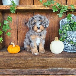 Remi/Cavapoo									Puppy/Female	/9 Weeks,Meet Remi!! She is a very fluffy little cavapoo with a sweet personality!! She loves playtime and snuggles! She is up to date with all vaccinations and dewormers, and is vet checked! 