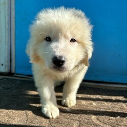 Adopt a dog:Ken/Great Pyrenees/Male/Baby,This beautiful baby is Ken, an 8 week old great pyrenees puppy who came to us with his sister, Barbie! These babies are incredibly cute, sweet, playful, and just fun puppies! They are the perfect age to begin life with a forever family, training and mastering household manners and soaking up all the love they can. Barbie and Ken are deserving of their very own dream house!

We promised Ken that the rest of his life, would be the best of his life. Could that be with you?

APPLY TO ADOPT: finalvictoryrescue.com *We are located in South Carolina and transport to the northeast weekly. We provide local or virtual meet-and-greets with an application on file.