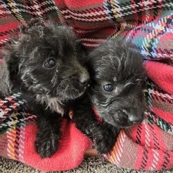 Adopt a dog:Gawjust jackapoo puppys ready to leave now/Jackapoo/Mixed Litter/3 months,My gawjus girl gave birth to 6 beautiful puppys 5 girls 1 boy on the 16.08.2024 they are 8 weeks and ready to go to there forever homes this was a unplanned litter mum is our short haired original jackrussel dad is our freinds pedigree toy poodle puppys have been raised around children and everyday household noise any more questions just contacts me will be microchiped before they leave