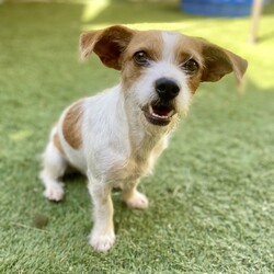 Adopt a dog:Chrissy/Jack Russell Terrier/Female/Young,Chrissy is a young female dog about a year old, with lots of love to give!  She is  gentle and loyal. Chrissy may be a bit dignified and quiet, but don't let that fool you - she has a playful side, too! She is a very well-behaved pup and she is smart, so she will likely learn your household rules in no time.  He is doesn't know how to walk on leash but is crate trained.  She would not do well in an apartment, but needs her own back yard. Chrissy does get along with other dogs and would prefer a playmate over children in the home. She will take some time to adjust to her new surroundings, but having another playful dog will help her adjust.  If you're looking for a nurturing, sweet and gentle friend, look no further than Chrissy!