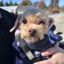 Angel/Miniature Poodle/Female/Adult