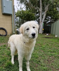 Adopt a dog:Sarah/Maremma Sheepdog/Female/9 Months,Hey there, I'm a beautiful young lady who's on the lookout for my forever family. I will need someone who is experienced with my breed or at least knows a lot about it and the common traits that I'm likely to display. Eventually I may need something of my own to guard… after all, I'm a Maremma. I will need guided support with my new person to help me learn all there is about life and encourage me to explore the world. Please provide me with a safe space in your home where I can retreat to if I'm feeling overwhelmed. Any kids need to be confident around dogs and over the age of 6 years. I would prefer a home where there's already a doggy so I can learn from them and build a bond with my person. I will need a big property or at least a secure big, back yard. I will not cope in an apartment or unit. Level 2 BRT: