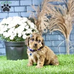 Rhett/Cavachon									Puppy/Male	/9 Weeks,Meet Rhett, a gorgeous fluffy Cavachon male puppy. This endearing bundle of joy boasts a charming personality that perfectly complements his stunning appearance. With soft, luxurious fur and a playful demeanor, Rhett is the ideal companion for families and individuals alike.