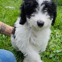 Adopt a dog:Dahlia/Australian Shepherd/Female/Baby,Dahlia is a sweet little mini aussie doodle that was born on 6/7/24. She is super sweet and loves to play with other dogs. She is good with cats, but does want to play with them. 

Dahlia's mama was about 20 lbs and we except Dahlia will be about the same. She is spayed, and ready to find her spot in a new forever family. She loves kids and would really appreciate another dog to play with. 

In foster