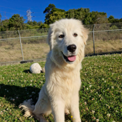 Adopt a dog:Sarah/Maremma Sheepdog/Female/9 Months,Hey there, I'm a beautiful young lady who's on the lookout for my forever family. I will need someone who is experienced with my breed or at least knows a lot about it and the common traits that I'm likely to display. Eventually I may need something of my own to guard… after all, I'm a Maremma. I will need guided support with my new person to help me learn all there is about life and encourage me to explore the world. Please provide me with a safe space in your home where I can retreat to if I'm feeling overwhelmed. Any kids need to be confident around dogs and over the age of 6 years. I would prefer a home where there's already a doggy so I can learn from them and build a bond with my person. I will need a big property or at least a secure big, back yard. I will not cope in an apartment or unit. Level 2 BRT: