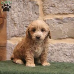 Holly/Cavapoo									Puppy/Female	/August 23rd, 2024,Hey!I’m Holly,a adorable pup who can’t wait to become a cherished member of your family. I’m vet checked and up to date on shots and dewormer ensuring you that I’m well prepared for my new home.