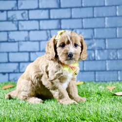 Sophie/Cavapoo									Puppy/Female	/7 Weeks