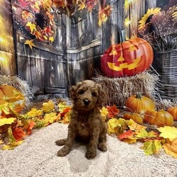 Stunning Red F2 Cockapoo Puppies/Cockapoo/Mixed Litter/7 weeks,Puppies will be 8 weeks old and ready to leave to their forever homes on 21st October 2024.

Our Miniature Apricot Cockapoo has a beautiful litter of healthy puppies. (Height: 13