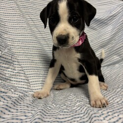 Adopt a dog:Poplar/Labrador Retriever/Female/Baby,This sweet little lady is Poplar! Poplar came to us with 7 of her siblings after her and his mom were found as a stray. These babies are now ready for their forever homes! Poplar was born approximately on 9/1/2024! These pups love toys, treats, and all food! They love to play with each other, but they also LOVE to snuggle with people after lots of playtime. These pups will need some training, as most puppies this age do, but they will repay you for your efforts with a lifetime of love!!

We promised Poplar that the rest of her life, would be the best of her life. Could that be with you?

APPLY TO ADOPT: finalvictoryrescue.com *We are located in South Carolina and transport to the northeast weekly. We provide local or virtual meet-and-greets with an application on file.