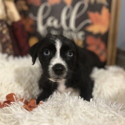 Adopt a dog:JILLI/Shih Tzu/Female/Baby,Introducing Jilli!

Jilli is a sweet girl whose mesmerizing blue eyes are simply irresistible. Born on August 30, 2024, this little darling is as loving as they come. Jilli enjoys gentle cuddles and quiet moments just as much as playtime with her siblings. Her calm demeanor and affectionate personality make her an ideal companion for cozy evenings and peaceful walks. Bring Jilli home, and let her fill your life with love and those captivating blue eyes!

Don't miss out on your opportunity to adopt this fluffball. Hurry over to to complete your application for consideration at www.rdrne.org.

You must be at least 25 and live within a 5-hour driving radius of Thompson PA. We check veterinary references and require all pets within the home to be spayed/neutered, up to date on all vaccinations, and maintained on heartworm and flea & tick preventatives.