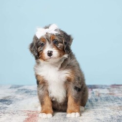 Beauty/Mini Bernedoodle									Puppy/Female	/8 Weeks,Hello! Meet Beauty! She is an adorable blue merle Mini Bernedoodle. Soft and fluffy, this charmer will offer lots of puppy kisses! The personality within is sure to warm your heart; the paws to follow you around. Very well-socialized and good with children, hours of playtime are easy! This puppy is vet checked microchipped, and up to date with vaccines and dewormer. Safe, prompt delivery from our arms to yours, every week. Health, genetic warranty, and after-adoption support are a part of the process. Call today to adopt your dream bundle of joy!