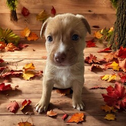 Adopt a dog:Echo/Mixed Breed/Female/Baby,THE FOLLOWING PET IS BEING FOSTERED NEAR FORT COLLINS, CO!

Meet Echo, one of the 9 sweet Platoon Litter puppies at our rescue with an inspiring story of resilience! Born on September 10th, Echo and her siblings were found in a homeless camp, being given away as tiny bottle babies. Thankfully, they made their way to us, and now Echo is thriving in her foster home in Fort Collins, CO. Despite her tough start, Echo is an affectionate and playful pup who adores attention. She’s always eager to be in the spotlight, soaking up all the love she can get!

Echo’s playful personality shines through, whether she’s chasing toys, wrestling with her siblings, or exploring new surroundings. But when the excitement settles down, she’s quick to cuddle up for some cozy snuggle time. This sweet girl is looking for a family that can provide her with plenty of love, care, and training as she grows.

If you’re looking for a loving, loyal companion who will brighten your days, Echo is ready to find her forever home. Could that be with you?

OUR DOGS ARE FOSTERED IN TEXAS OR COLORADO BUT AVAILABLE FOR ADOPTION AND TRANSPORT OUT OF STATE. Read below for more information.

All of our dogs are located in a foster home in Texas or Colorado. Our dogs are transported to a predetermined location agreed upon by the rescue. The adoption contract and fee are finalized prior to transport. As a Mutts N Such direct adoption, the adoption interview/meet and greet occurs on video call (Skype, FB Messenger call, Facetime, etc).

Our out of state adoption fee is $350 plus transport (varies by location). This fee includes all current vaccinations, deworming, a registered microchip, fecal analysis, spay/neuter for pets 6 months & older, and a heartworm test if over 6 months old. All dogs will be current on flea/heartworm prevention. A health exam will be completed and a certificate issued by a veterinarian within 10 days. If you are interested in adopting, please complete our application:

https://petstablished.com/adoption_form/57167/generic

Note: MNS reserves the right to deny any application that is deemed unsuitable for the animal. Please be aware that our animal adoptions are NOT on a first come- first serve basis. Our sole purpose is to find the best possible home for the animals that fall under our care.