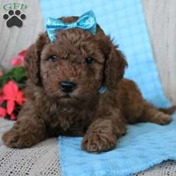 Braden/Mini Goldendoodle									Puppy/Male	/6 Weeks,Looking for a lovable Mini Goldendoodle baby with a gentle heart and playful spirit? You need to meed Braden! This little cutie is up to date on shorts and dewormer and vet checked! The mother Betty is a Mini Goldendoodle and the father Reno is a Mini Poodle. If you are searching for a well socialized puppy to snuggle and love contact us today!