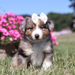 Sugar/Miniature Australian Shepherd									Puppy/Female	/11 Weeks