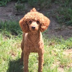 Alice/Cockapoo									Puppy/Female	/7 Weeks,Introducing Alice, an adorable Cockapoo girl with a sweet and playful spirit! Her soft, wavy coat is perfect for cozy snuggles, and her sweet nature makes her the perfect addition to any family. She enjoys playing, exploring, and curling up for cuddles after a fun day of adventures. With her loving and playful nature, she has the ability to brighten even the simplest moments. Raised with lots of attention and care, she’s well-socialized, making her both adaptable and affectionate. Her early experiences are helping her grow into a confident and intelligent pup!