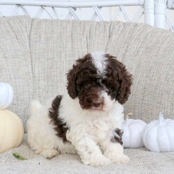 Ace/Miniature Poodle									Puppy/Male	/8 Weeks,Ace is a perfectly precious Miniature Poodle puppy ready to be loved by a forever family! This cute little guy is well socialized and can be registered with the ACA. He has been seen by a vet and will be kept up to date on shots and de-wormer. Ace also comes home microchipped and with a 30 day health guarantee as well as an extended genetic health guarantee, both provided by the breeders. Call Leroy and Fannie Stoltzfus today for more details and to schedule your visit!