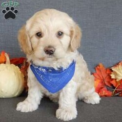 Lenny/Cockapoo									Puppy/Male	/7 Weeks,Prepare to fall in love!!!  My name is Lenny and I’m the sweetest little F1 cockapoo and I would love to come home with you!!!! One look into my warm, loving eyes and at my silky soft coat and I’ll be sure to have captured your heart already! I’m very happy, playful and very kid friendly and I would love to fill your home with all my puppy love!! I am full of personality, and ready for adventures! I stand out way above the rest with my beautiful buff colored coat!!… I will come to you vet checked head to tail, microchipped and I am up to date on all vaccinations and dewormings. I come with a 1-year guarantee with the option of extending it to a 3-year guarantee and shipping is available! My mother is Allie , a 25#chocolate merle cocker spaniel with a heart of gold and my father is Zeke,our 10# playful and kid friendly mini poodle… and he has also been genetically tested clear!  I will grow to approx. 15-18# and I will be hypoallergenic and nonshedding! !!… Why wait when you know I’m the one for you? Call or text Martha to make me the newest addition to your family and get ready to spend a lifetime of tail wagging fun with me! (7% sales tax on in home pickups) 