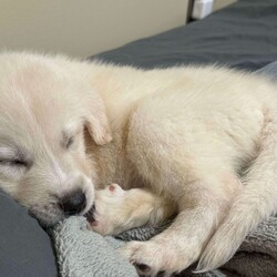 Adopt a dog:Sugar/Anatolian Shepherd/Female/Baby,Sugar is one of six siblings we brought in as an owner surrender. She is the last of the six siblings looking for her forever home. She is a sweet soul. Why she is still available is a surprise to us. She is 3/4 Anatolian Shepherd and 1/4 Great Pyrenees. She will be a large girl and have Livestock Guardian dog in their DNA. 

The adoption fee for this pet covers the cost of care and training which may have been for several weeks or several months depending on the health and training needs. The fee also covers all vet bills during this time to ensure his/her health is improved or maintained and provides you with assurance that this dog has been well cared for while in our possession and evaluated to meet your home's needs. Included in this fee is also life- long training support provided by PLAY! K9 Academy located in Bradenton, FL as well as Life time microchip registration. 

When you adopt from a local shelter, you may not receive any medical history for this dog nor will you receive any behavioral history. We hope you understand that the minimal adoption fee we are asking is to continue our mission to rescue unwanted herding and working breeds from shelters/owners and get them adopted to their forever home. 

PLAY! K9 Rescue will pay for the spay/neuter of this adopted dog. The spay/neuter must be done at a clinic or veterinarian's office approved by PLAY! K9 Rescue. If the adopter chooses to take the pet to their own veterinarian for the spay/neuter procedure, PLAY! K9 Rescue will refund the cost equivalent to an approved PLAY! K9 Rescue veterinarian or clinic.

All of our unaltered pets have a fully refundable deposit of $150.00 included within the adoption fee. Once the pet is altered at the appropriate time and proof supplied to our rescue, the adopter will be reimbursed $150.00. Our adoption contract explains this process in detail.